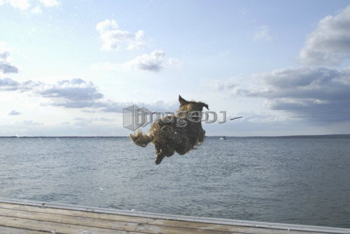Dog going of dock after stick, Clear Lake, Canada, Manitoba, Riding Mountain National Park