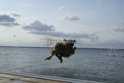 Dog going of dock after stick, Clear Lake; Canada, Manitoba, Riding Mountain National Park