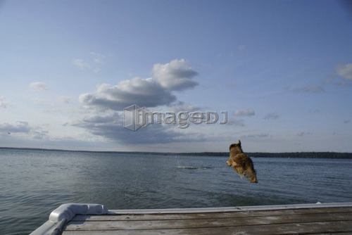 Dog going of dock after stick, Clear Lake, Canada, Manitoba, Riding Mountain National Park