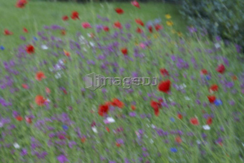 Garden flowers; Canada, Manitoba, Riding Mountain National Park