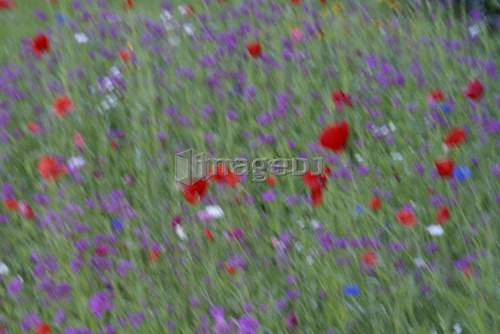 Garden flowers; Canada, Manitoba, Riding Mountain National Park