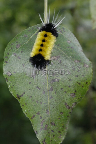 Caterpillar on leaf, fall; Canada, Manitoba, Riding Mountain National Park