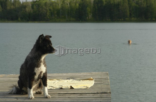 Dog at Katherine Lake; Canada, Manitoba, Riding Mountain National Park.  Motor boats are not allowed on Katherine Lake.