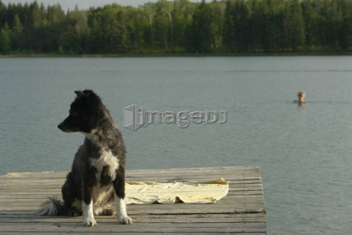 Dog at Katherine Lake, Canada, Manitoba, Riding Mountain National Park.  Motor boats are not allowed on Katherine Lake.