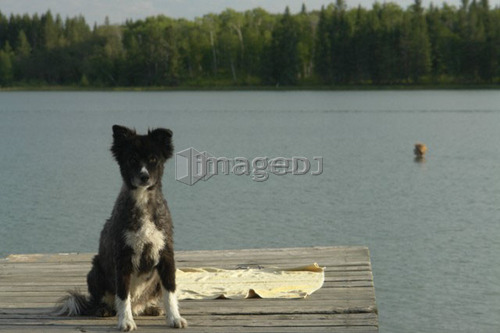 Dog at Katherine Lake, Canada, Manitoba, Riding Mountain National Park.  Motor boats are not allowed on Katherine Lake.