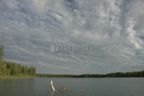 45 year old woman swimming in Katherine Lake. No motor boats allowed.; Canada, Manitoba, Riding Mountain National Park
