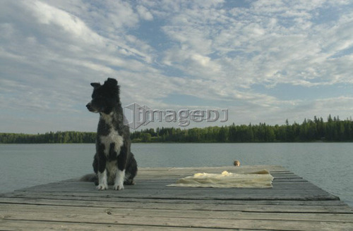 Dog in foreground with 45 year old woman swimming in Katherine L. No motor boats allowed.; Canada, Manitoba, Riding Mountain Nat