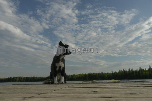Dog on dock at Lake Katherine, no motor boats allowed.; Canada, Manitoba, Riding Mountain National Park