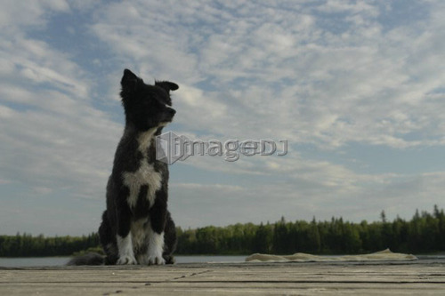Dog on dock at Lake Katherine, no motor boats allowed.; Canada, Manitoba, Riding Mountain National Park