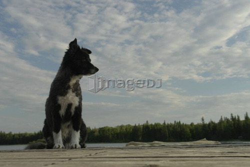 Dog on dock at Lake Katherine, no motor boats allowed.; Canada, Manitoba, Riding Mountain National Park