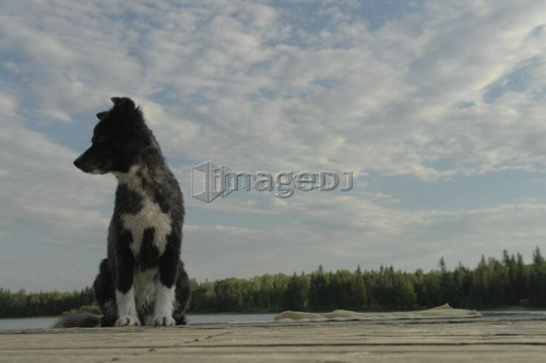 Dog on dock at Lake Katherine, no motor boats allowed.; Canada, Manitoba, Riding Mountain National Park