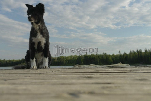 Dog on dock at Lake Katherine, no motor boats allowed.; Canada, Manitoba, Riding Mountain National Park