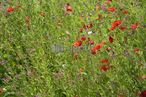 Garden wildflower mix; Canada, Manitoba, Riding Mountain National Park
