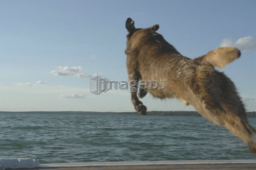 Dog chasing stick off dock Clear Lake; Canada, Manitoba, Riding Mountain National Park