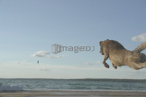 Dog chasing stick off dock Clear Lake; Canada, Manitoba, Riding Mountain National Park