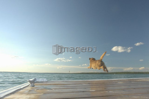 Dog chasing stick off dock Clear Lake; Canada, Manitoba, Riding Mountain National Park
