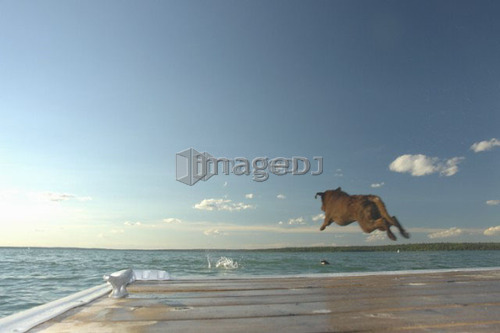 Dog chasing stick off dock Clear Lake; Canada, Manitoba, Riding Mountain National Park