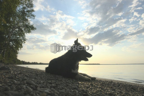 Dog by Clear Lake evening; Canada, Manitoba, Riding Mountain National Park