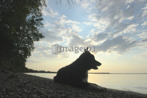 Dog by Clear Lake, evening; Canada, Manitoba, Riding Mountain National Park