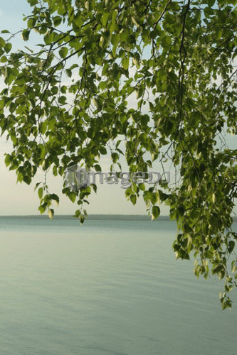 Birch leaves Clear Lake; Canada, Manitoba, Riding Mountain National Park