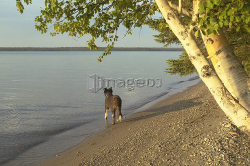 Dog on shore of Clear Lake.; Canada, Manitoba, Riding Mountain National Park