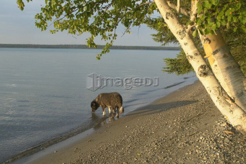 Dog drinking from Clear Lake; Canada, Manitoba, Riding Mountain National Park
