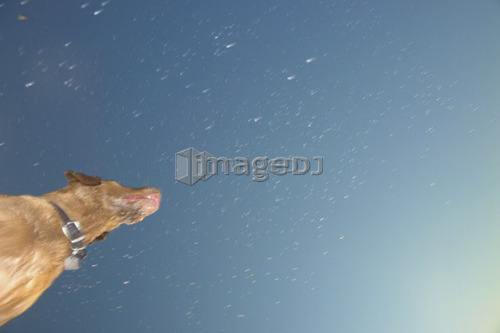 Dog leaping after stick into Clear Lake; Canada, Manitoba, Riding Mountain National Park
