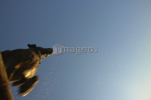 Dog leaping after stick into Clear Lake; Canada, Manitoba, Riding Mountain National Park