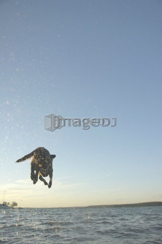 Dog leaping after stick into Clear Lake; Canada, Manitoba, Riding Mountain National Park