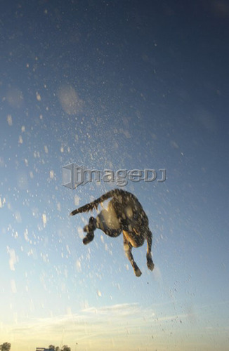 Dog leaping after stick into Clear Lake; Canada, Manitoba, Riding Mountain National Park