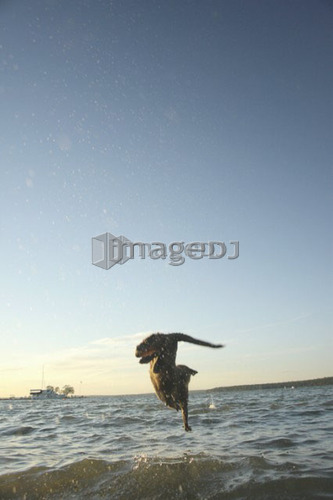 Dog leaping after stick into Clear Lake; Canada, Manitoba, Riding Mountain National Park