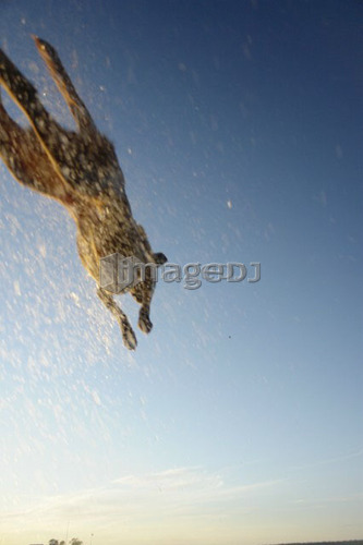 Dog leaping after stick into Clear Lake; Canada, Manitoba, Riding Mountain National Park