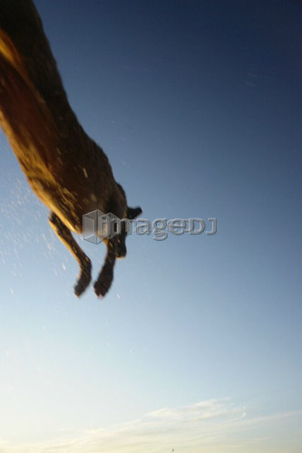 Dog leaping after stick into Clear Lake; Canada, Manitoba, Riding Mountain National Park