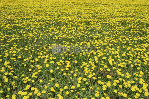 Field of dandelions in full bloom; Canada, Manitoba, Erickson