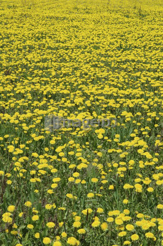 Field of dandelions in full bloom; Canada, Manitoba, Erickson