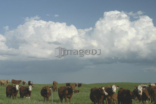 Herd of beef cattle under rain clouds; Canada, Manitoba, Erickson