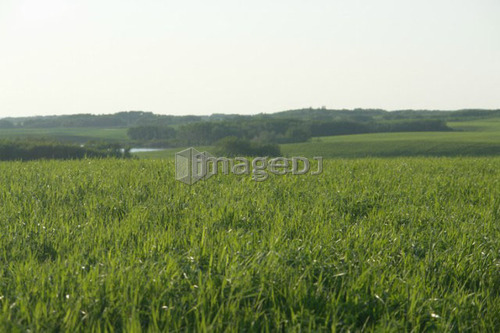 Long grass and gently rolling green field; Canada, Manitoba, Erickson