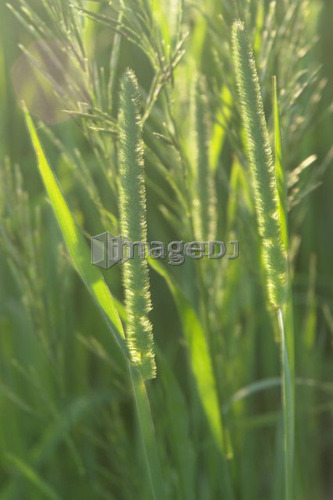 Close-up of grasses at sunset; Canada, Manitoba, Erickson