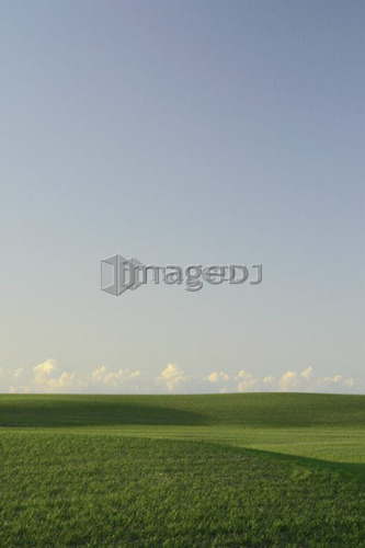 Springtime green fields.; Canada, Manitoba, Erickson