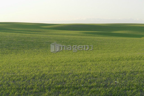 Springtime green fields; Canada, Manitoba, Erickson
