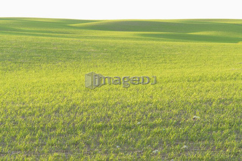 Springtime green fields.; Canada, Manitoba, Erickson