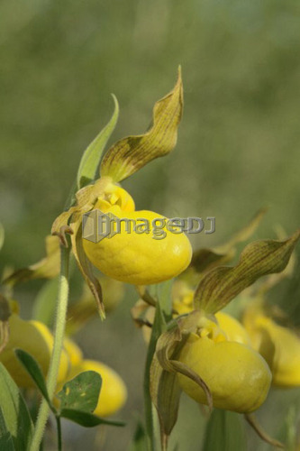 Yellow Ladyslipper, a wild orchid native to Manitoba; Canada, Manitoba, Erickson