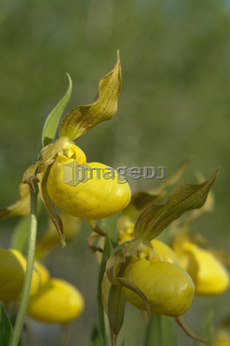 Yellow Ladyslipper, a wild orchid native to Manitoba; Canada, Manitoba, Erickson