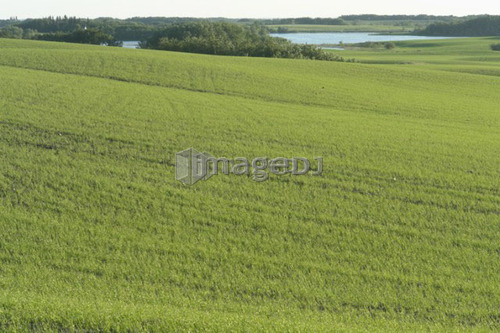 Spring crop ; Canada, Manitoba, Erickson