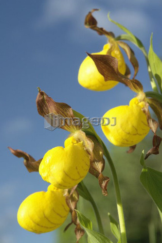 Low angle of Yellow Ladyslipper, a wild orchid native to Manitoba; Canada, Manitoba, Erickson