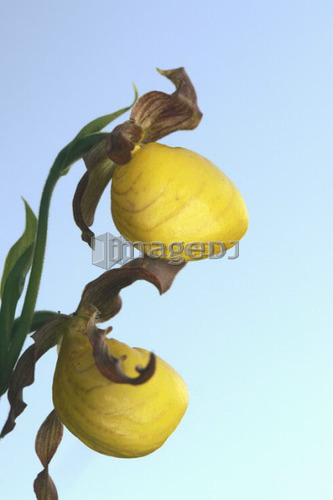 Low angle of Yellow Ladyslipper, a wild orchid native to Manitoba; Canada, Manitoba, Erickson