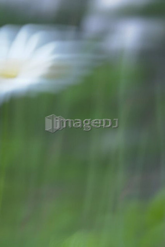 Blurred white daisy in field; Canada, Manitoba, Erickson