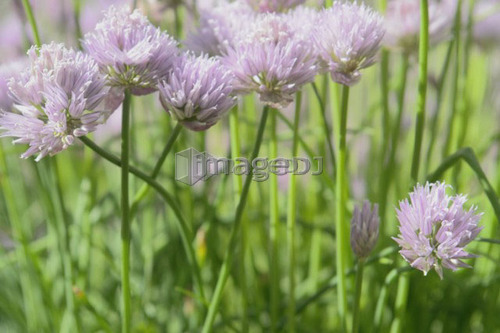 Flowering clover; Canada, Manitoba, Riding Mountain National Park