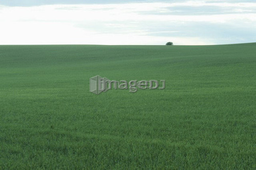 Farmland; Canada, Manitoba, Erickson