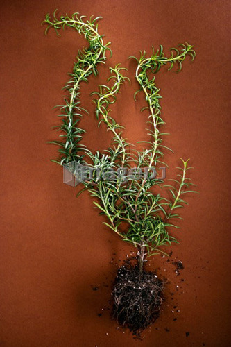 Plant with roots; Canada, Alberta